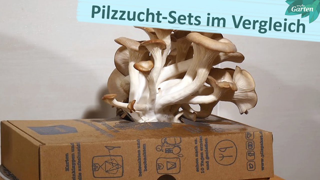 Pilzzucht-Sets im Test: Wir bauen Austernpilze im Winter selbst an - Wie l&auml;uft das? | MDR Garten