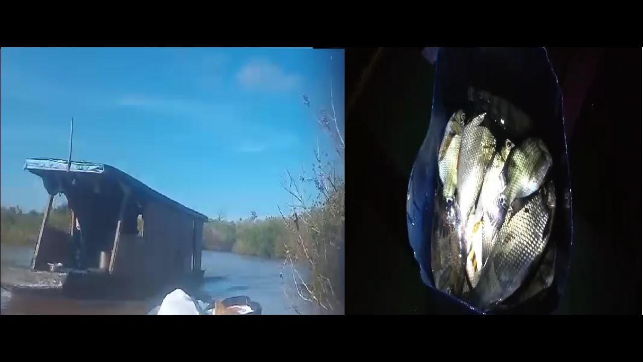 PESCA RESERVA SUSTENTAVEL, SUBINDO RIO PURUS CHEIA GIGANTE 2025 LABREA AM #pescaria #reservanatural