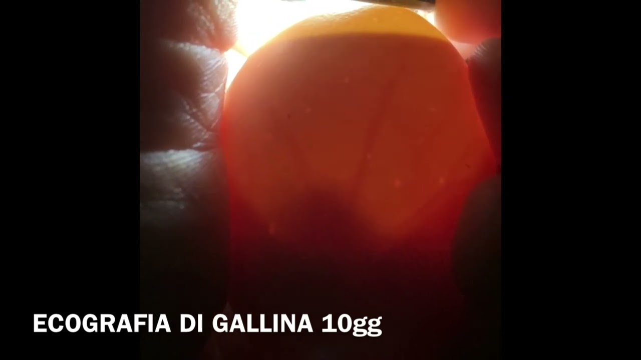 Dentro l’uovo 10gg (di cova) 