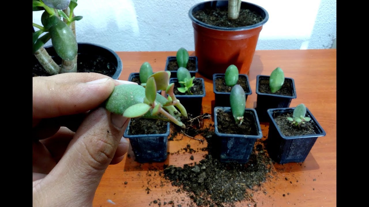 How to grow Jade plant from single leaf
