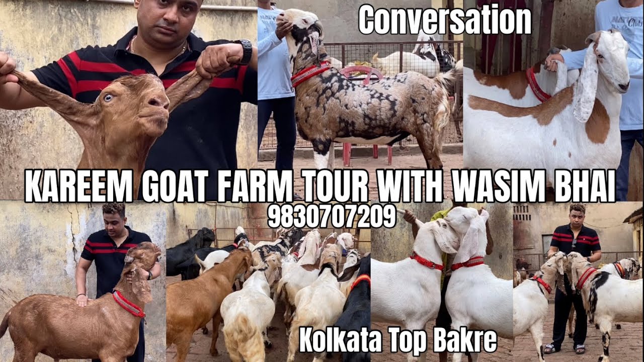 KAREEM GOAT FARM TOUR WITH WASIM BHAI(OWNER) + OFFER || 9830707209 || CONVERSATION WITH OWNER