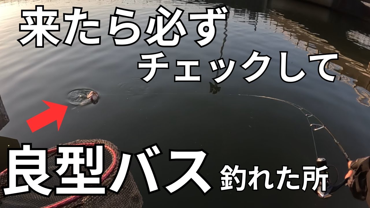 【霞ヶ浦　バス釣り】冬のメジャーポイントで隣の芝生がやけに青く見えた日