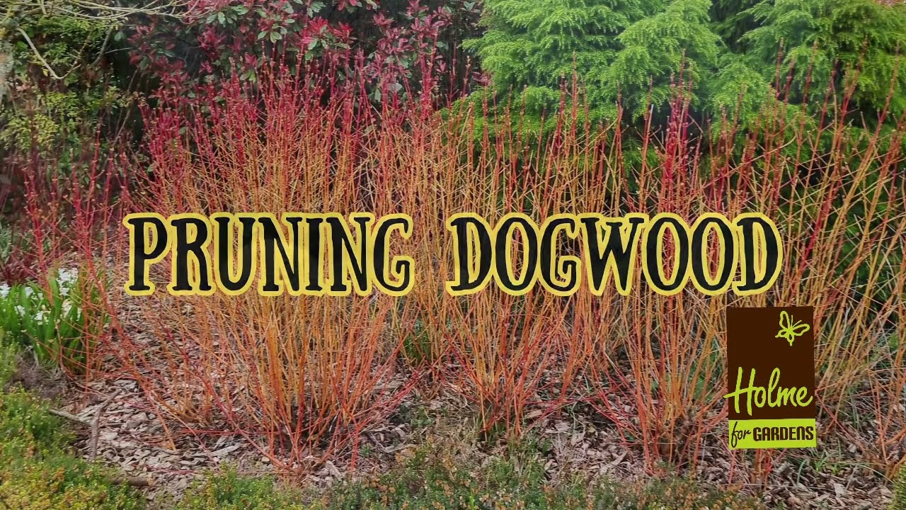 Pruning Dogwood