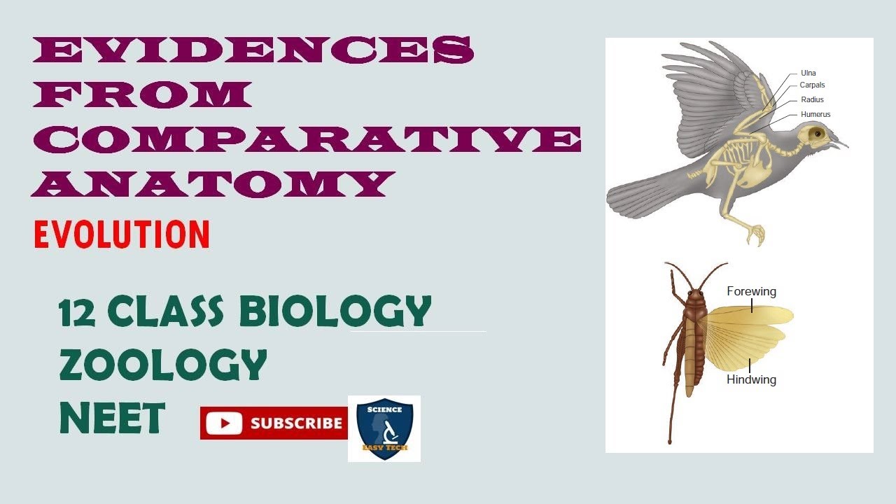Evidence from Comparative Anatomy I Evolution I Zoology | Class 12 | TNSCERT/CBSE | NEET