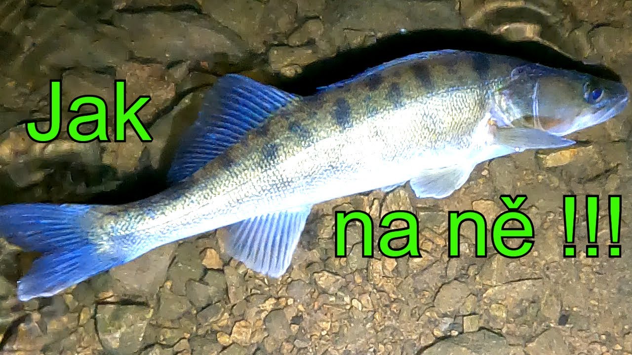VÝPRAVA NA DRAVCE!!!🎣 ((DALEŠICE))🐋 Lov dravců na položenou...