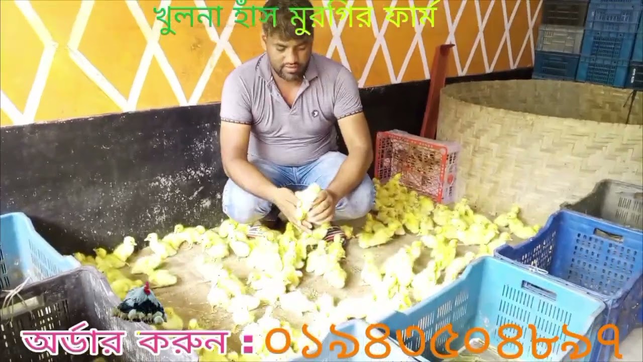 পিকিং স্টার ১৩ হাঁস #duck#picking star 13#duckfarm #chickenfarm #farming #pets.