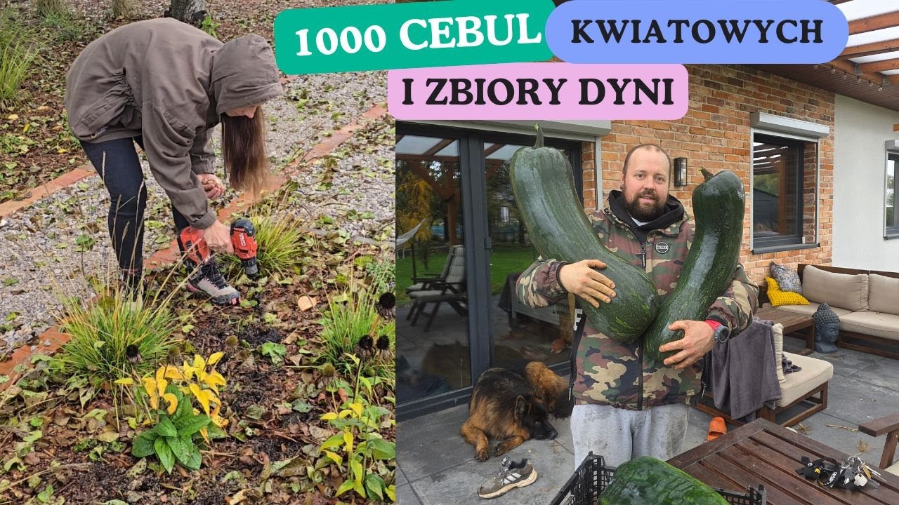 Sadzimy 1000 cebul kwiatowych. Zbiory dyni.