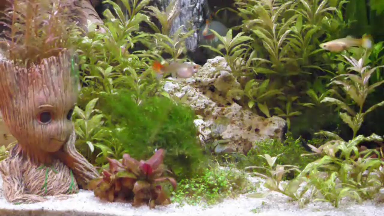 home Aquarium