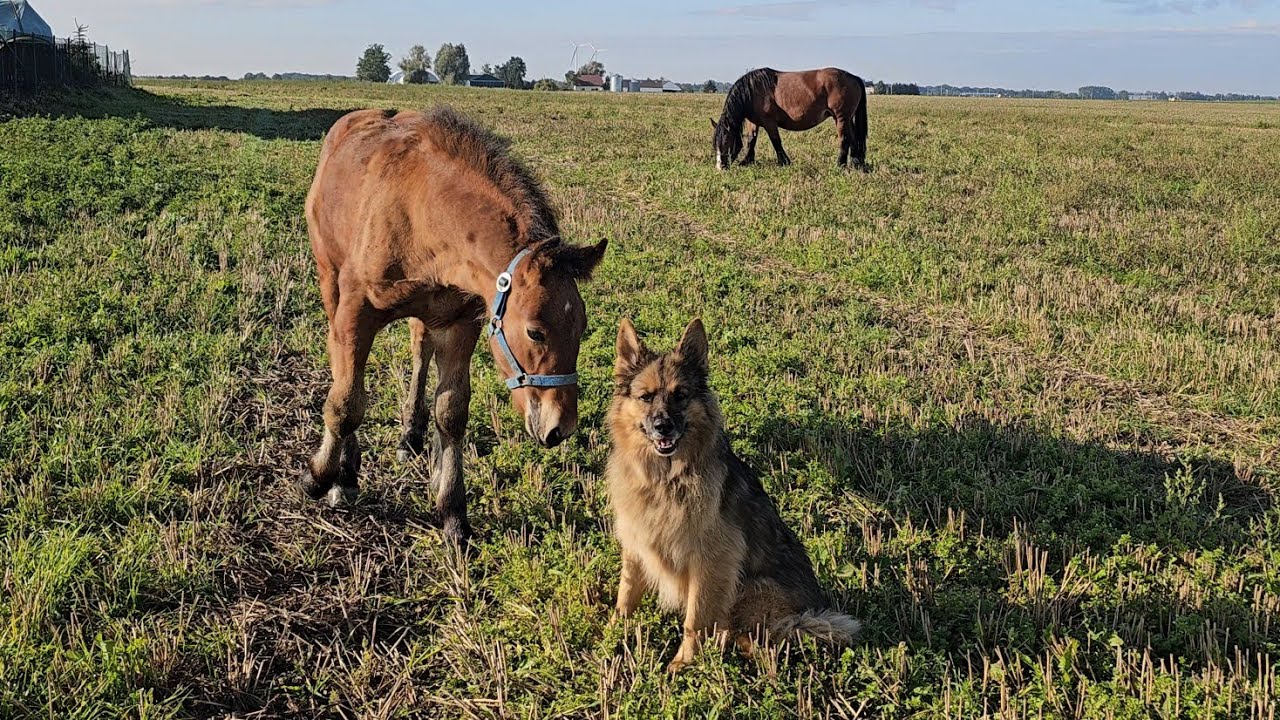 IDZIEMY WYPASAĆ GĘSI! - Koń ma traumę, boi się linki 