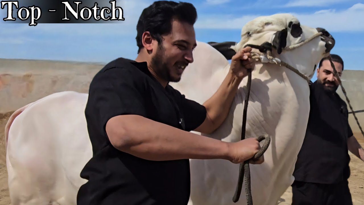 Dera Lajpal - Dangerous Bulls - Fateh Jang Bulls 2025 - Cow Mandi 2025 -Bakra Mandi 2025