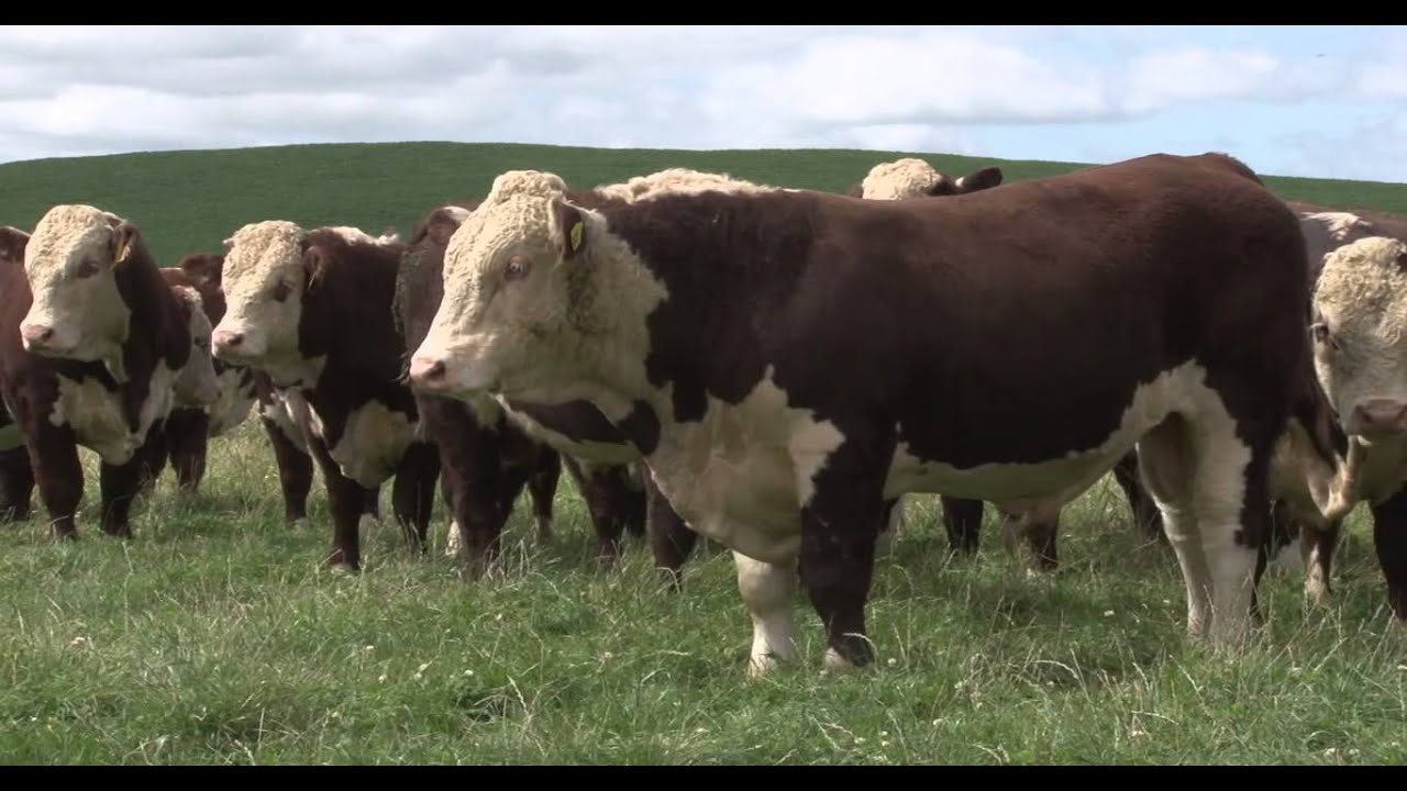 Waikaka Genetics - Ep 34 - PGG Wrightson Stud Tour
