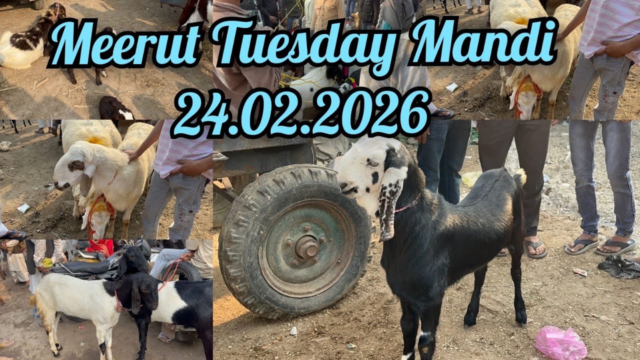 Meerut Tuesday Mandi 24 February 2026 #azharvlogs #goat #animals #viralvideo #shorts #youtubevideo 