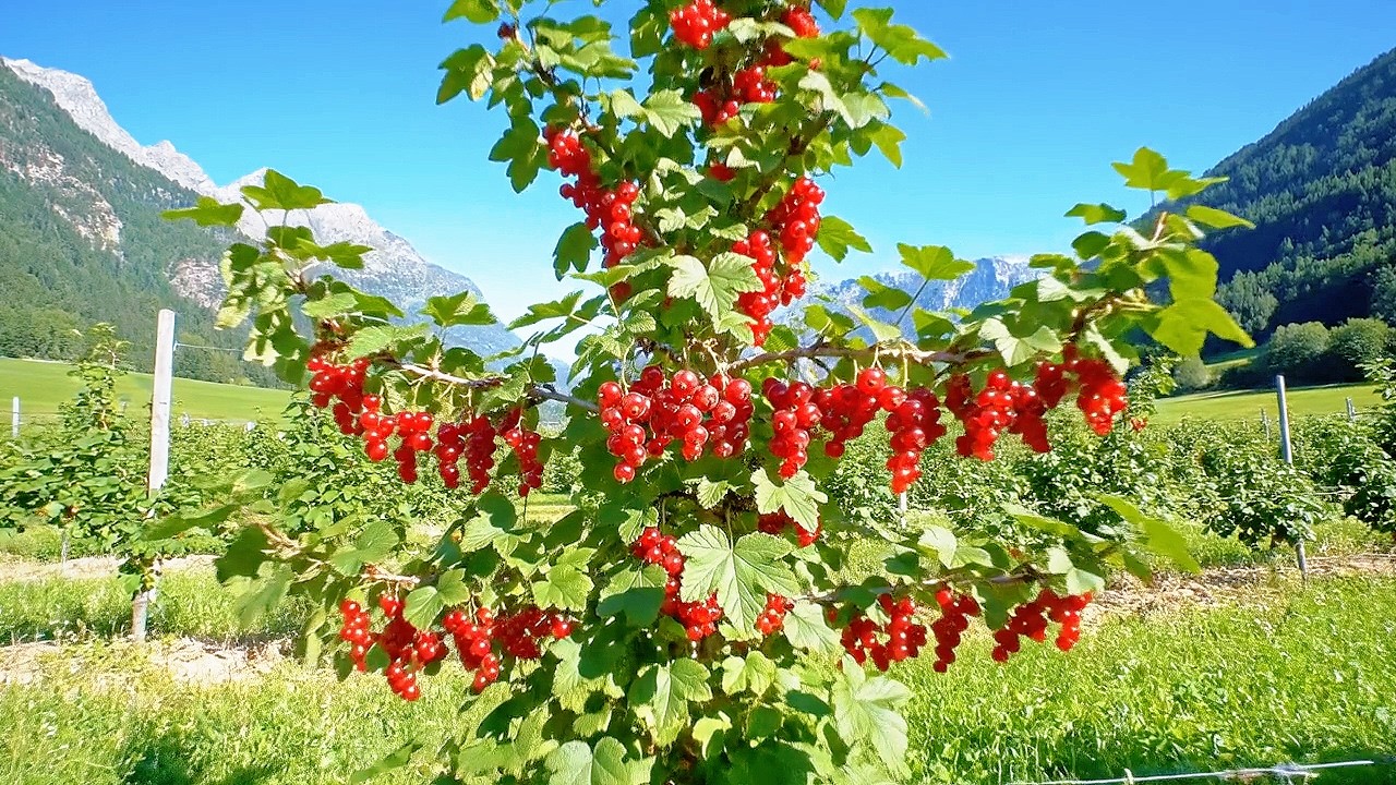 Close-Up of a New Super-Fruiting Currant Variety in Rural Switzerland | Countryside Life