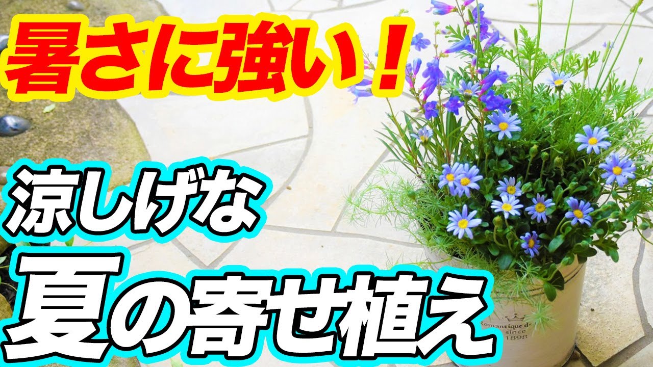 【夏の寄せ植え】日差しに強い涼しげな寄せ植えを作りました！【土谷ますみ】【ラベンダー】【園芸チャンネル】