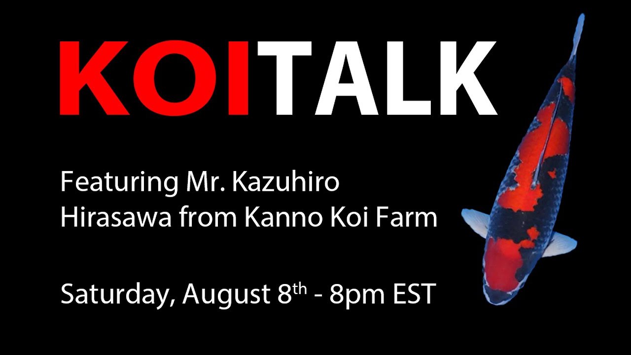 Koi Talk Series Vol. 4: Featuring Kanno Koi Farm - King of Goshiki