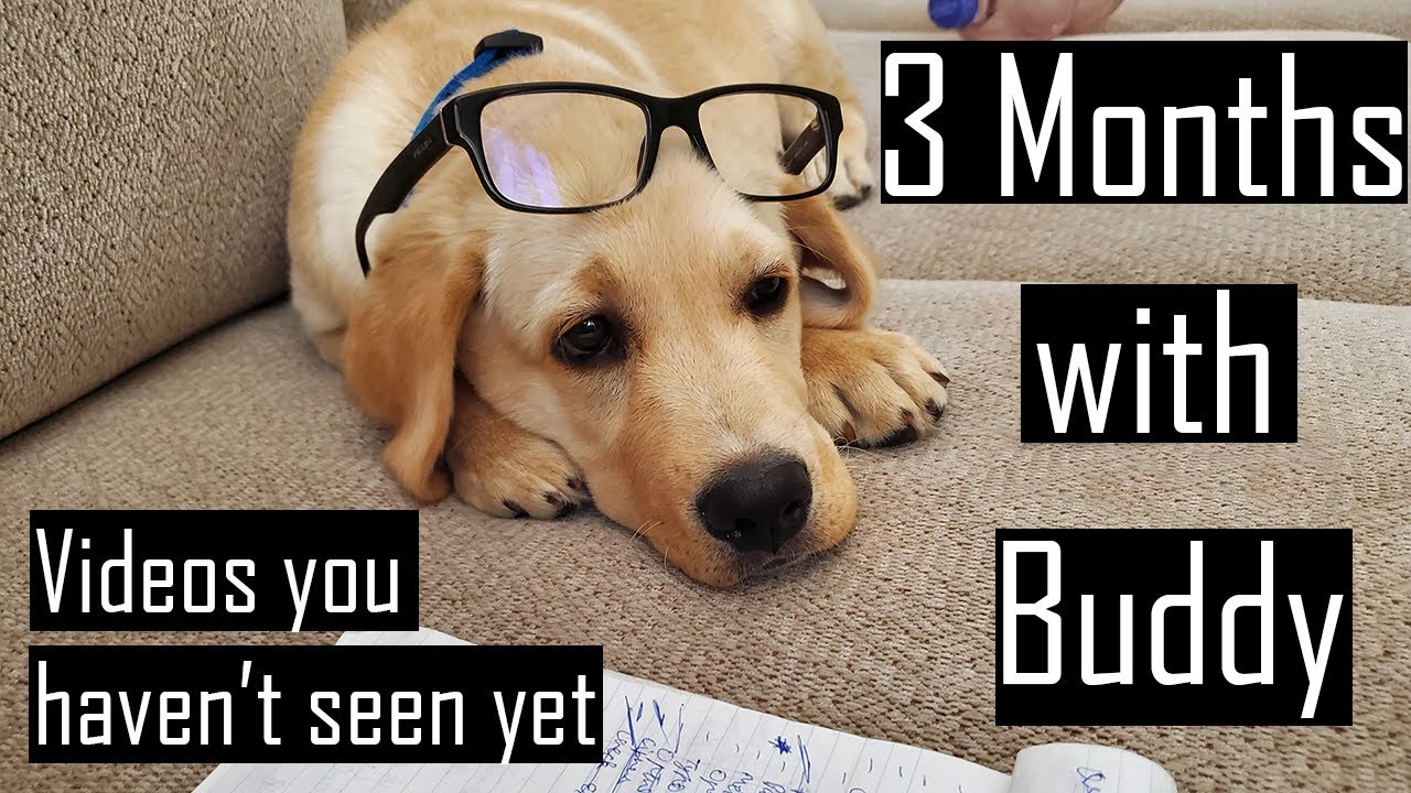 3 Months with our Labrador Puppy | Funny Videos you haven't Seen Yet (Don't Miss this)