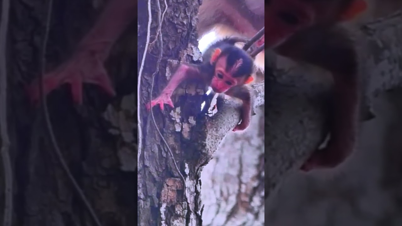 OMG!! Happened sad thing poorest newborn baby monkey #shortvideo #newbornbabymonkey