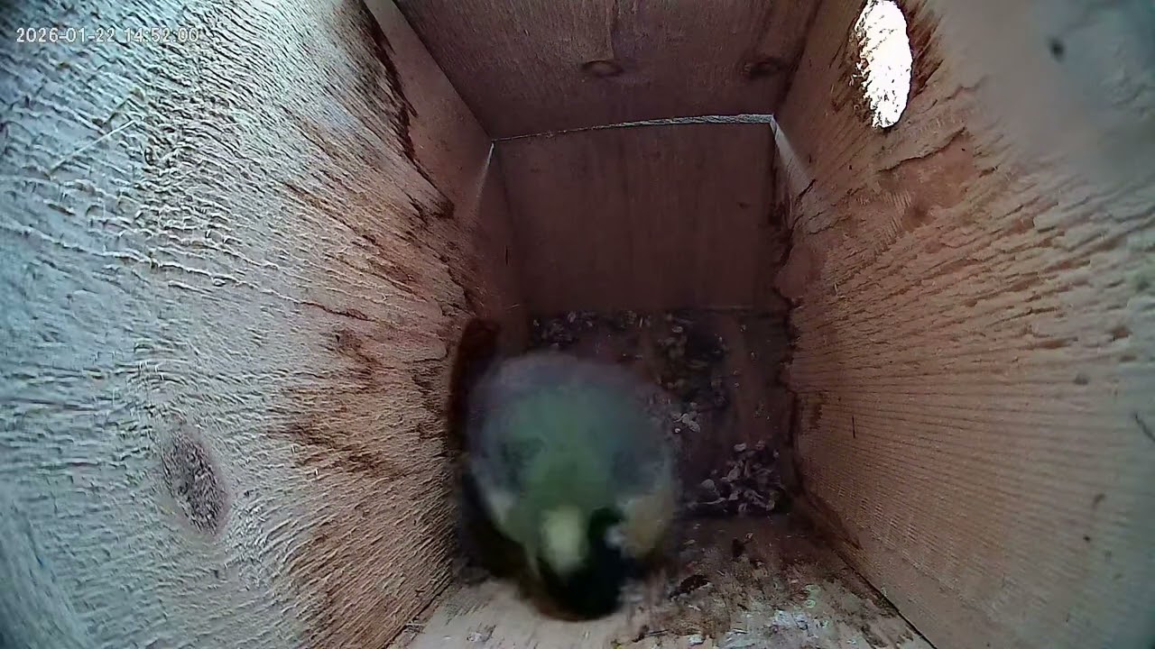 Grand Tit guesting the nest
