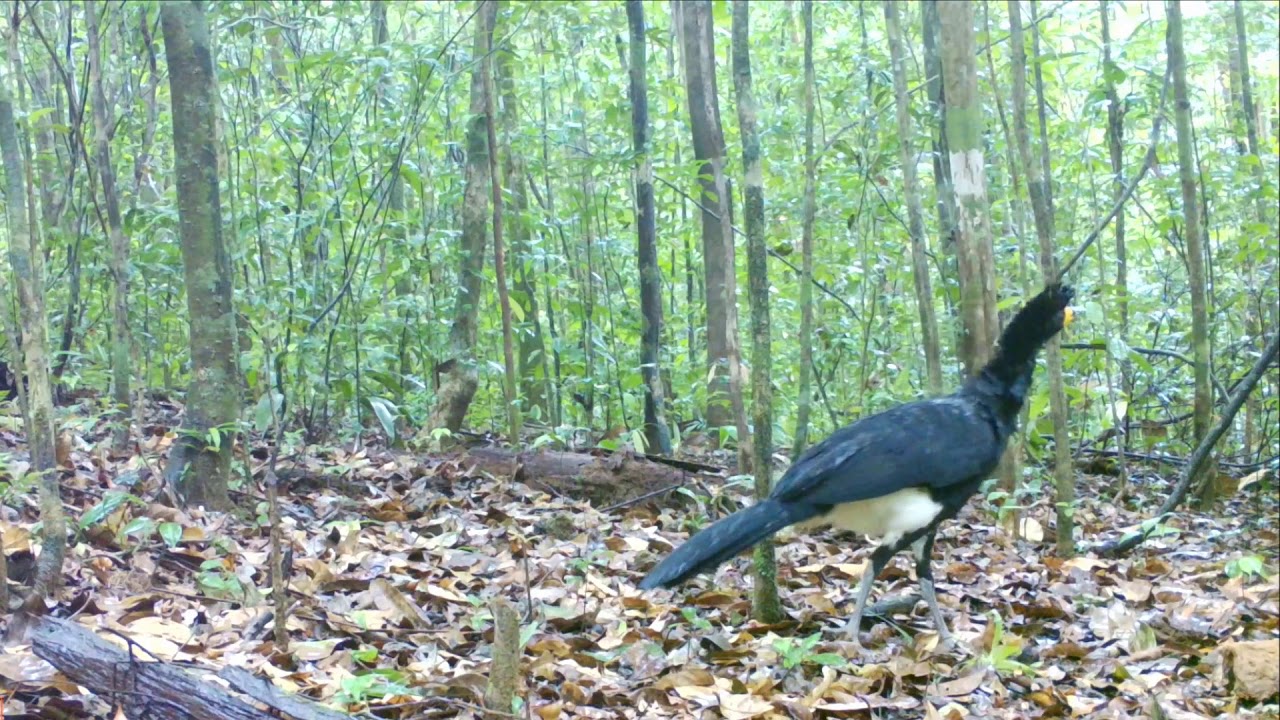 Oiseaux de sous bois