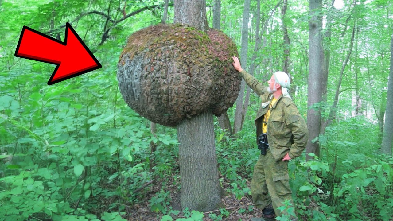 [Full Story] Lumberjack Found Huge Lump on Tree, Gut Told Him to Cut it Open&hellip;