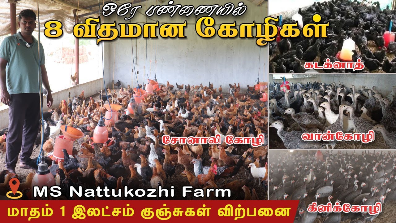 😱ஒரே பண்ணையில் 8 விதமான கோழிகள்|மாதம் 1 இலட்சம் குஞ்சுகள் விற்பனை..!!#சோனாலி#கடக்நாத்#கினிக்கோழி