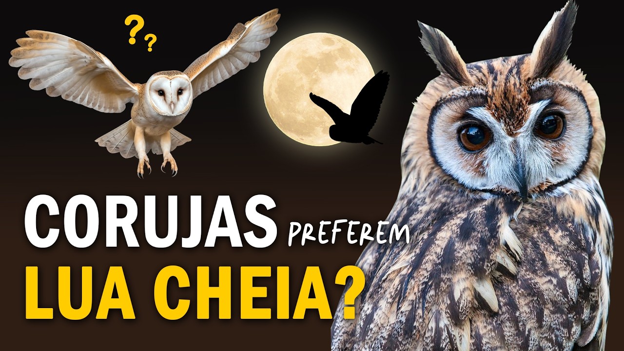 CORUJAS s&atilde;o MAIS ATIVAS na LUA CHEIA? Ornit&oacute;logo Responde #37