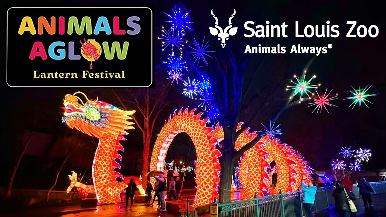 Animals Aglow At The St Louis Zoo Was Amazing!