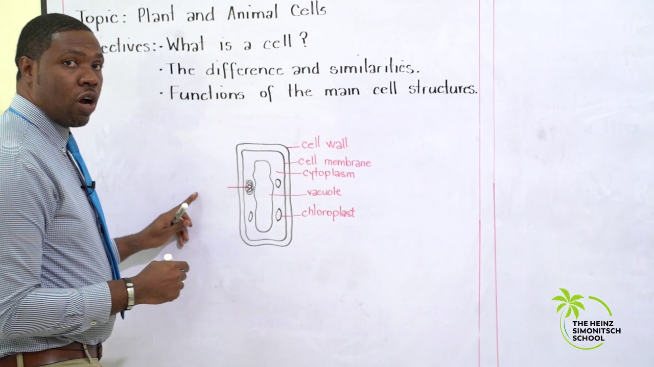 HSS DL HSB Plant and Animal Cells
