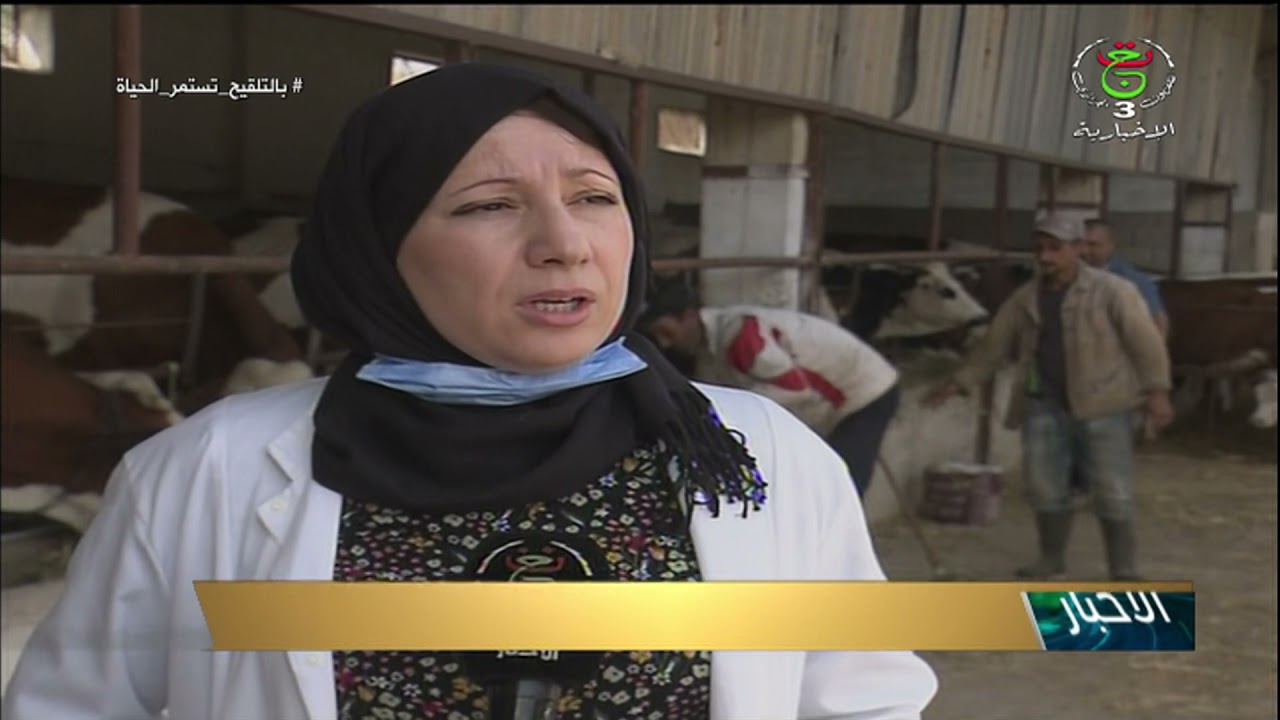 قالمة: شراكة جزائرية هولندية لتطوير شعبة الحليب