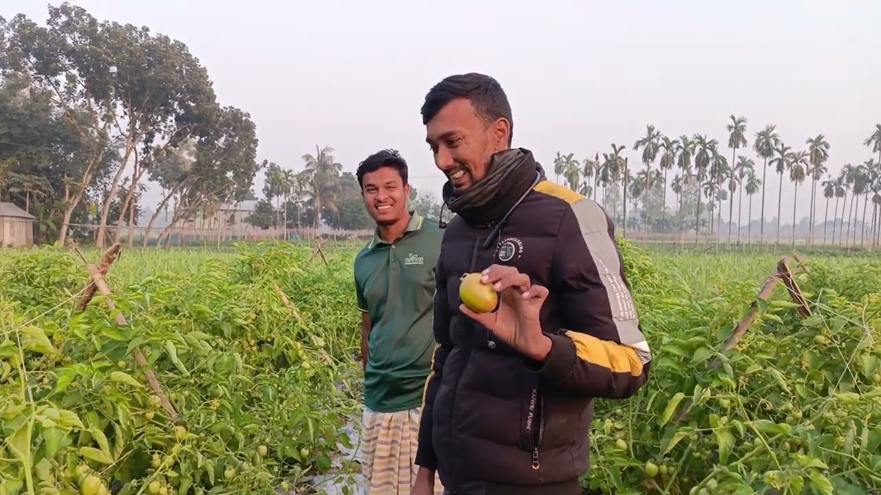 ১২১৭ টমেটোর বাম্পার ফলন 