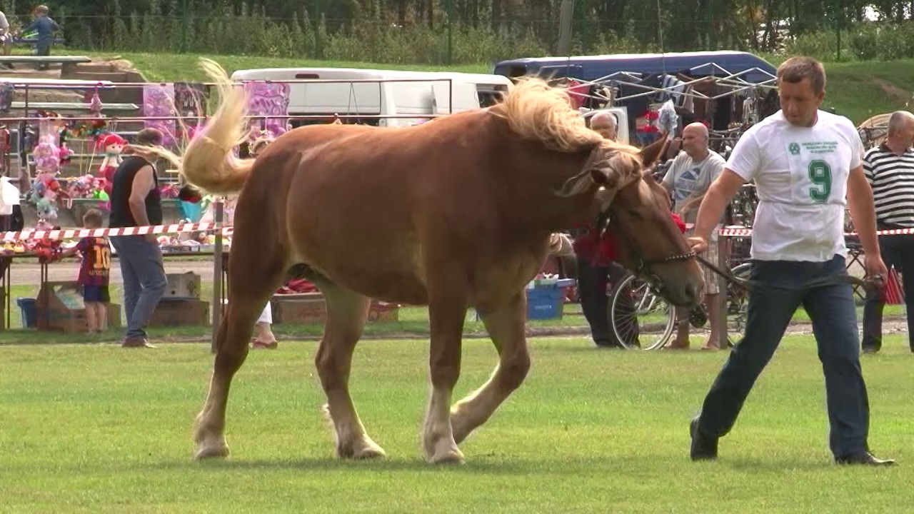 XII Wojewódzka Wystawa Koni Zimnokrwistych - kat. Klacze Dwuletnie Oleszyce 2017