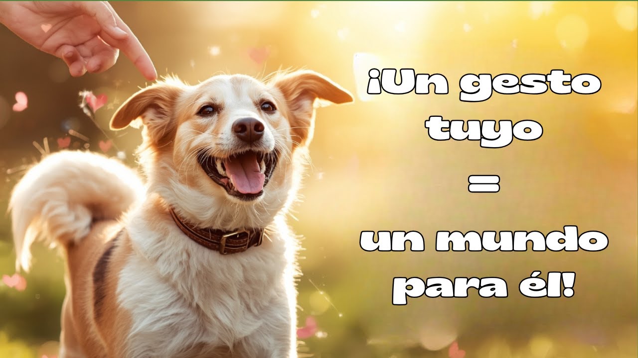 Lo que REALMENTE hace feliz a tu perro es más simple de lo que crees 🐶✨