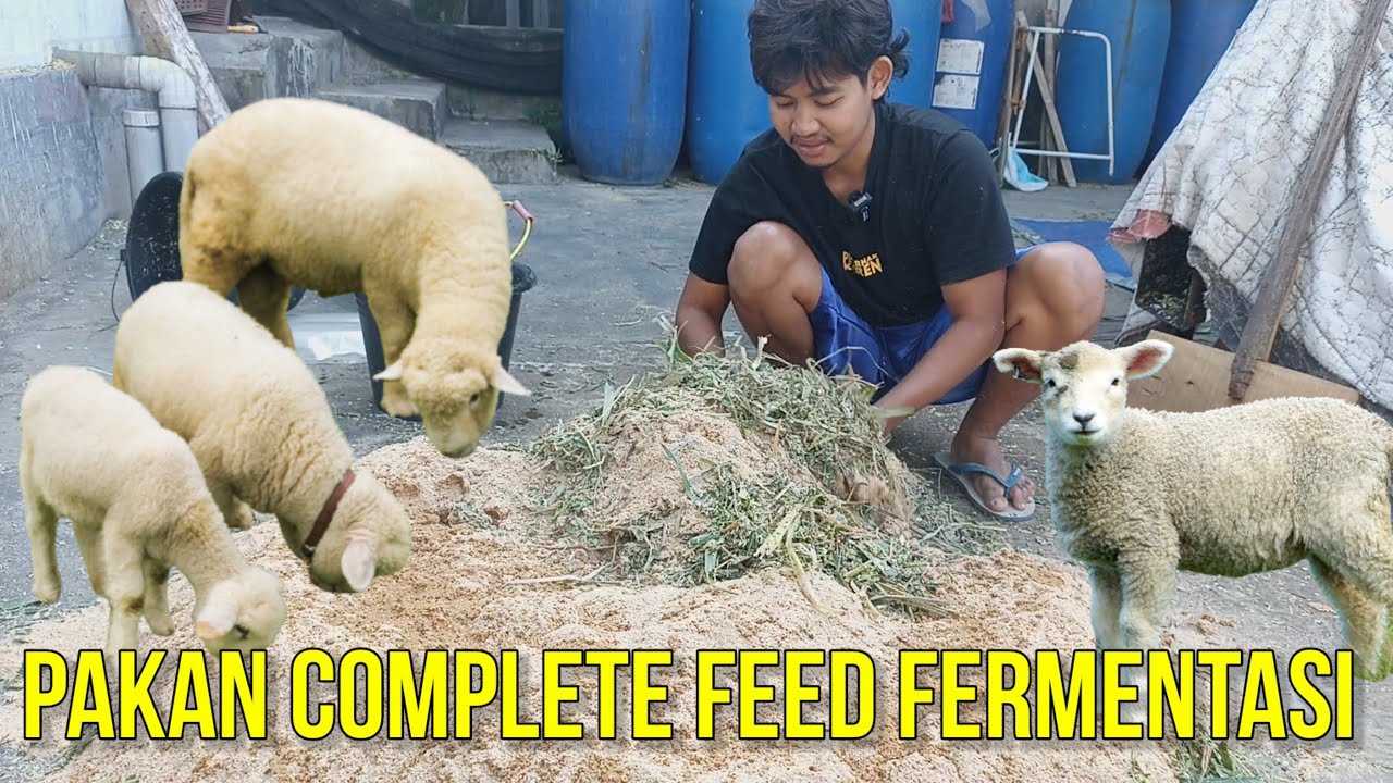 MUDAHNYA PEMBUATAN PAKAN COMPLETE FEED FERMENTASI AGAR DOMBA CEPAT GEMUK