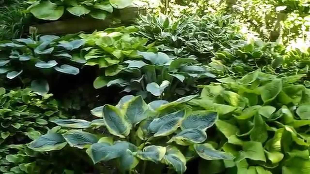 Hosta Garden Tour 2015- John & Carol