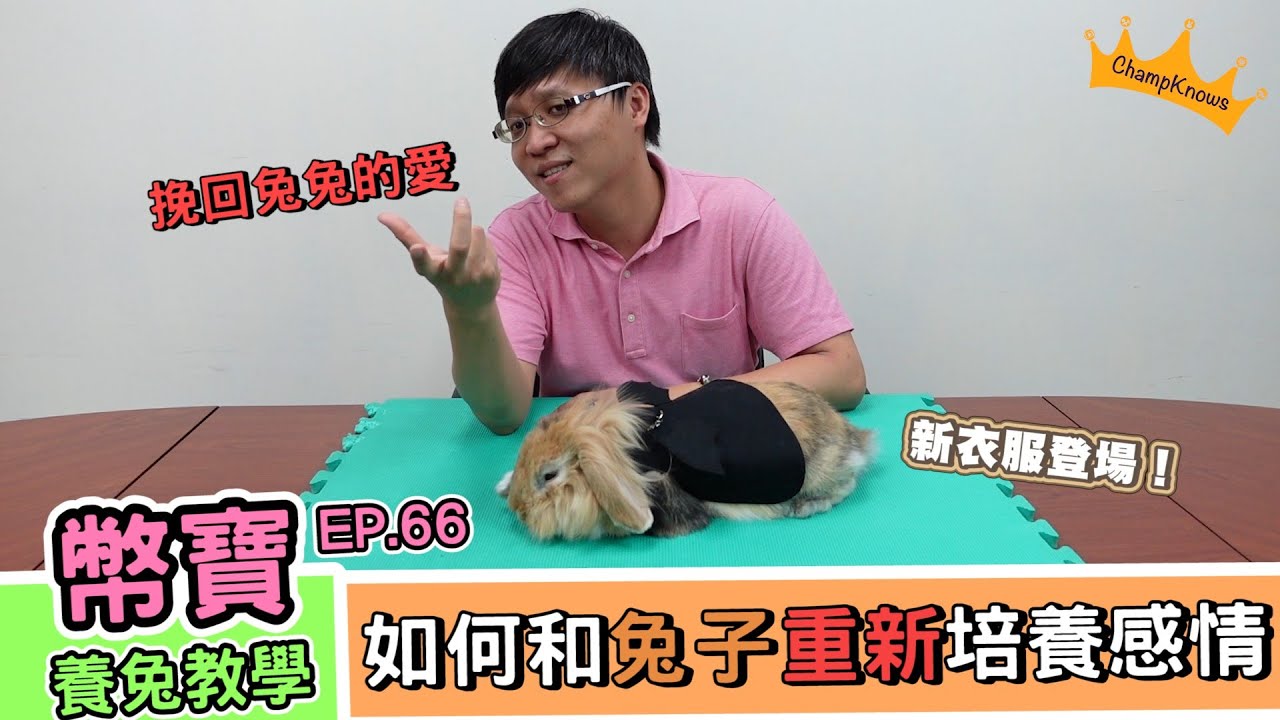 跟兔兔關係不良好？簡單1招讓你重新打好關係！｜幣寶養兔教學系列 EP 66｜ChamKnows【冠軍知道】