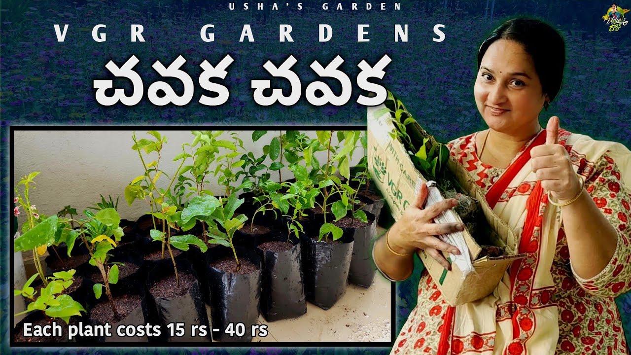 ఇంత చవకగా పూలమొక్కలు, పళ్ళమొక్కలు ఇంకెక్కడా దొరకవేమో #online #vgrgardens #plantnursery #shopping