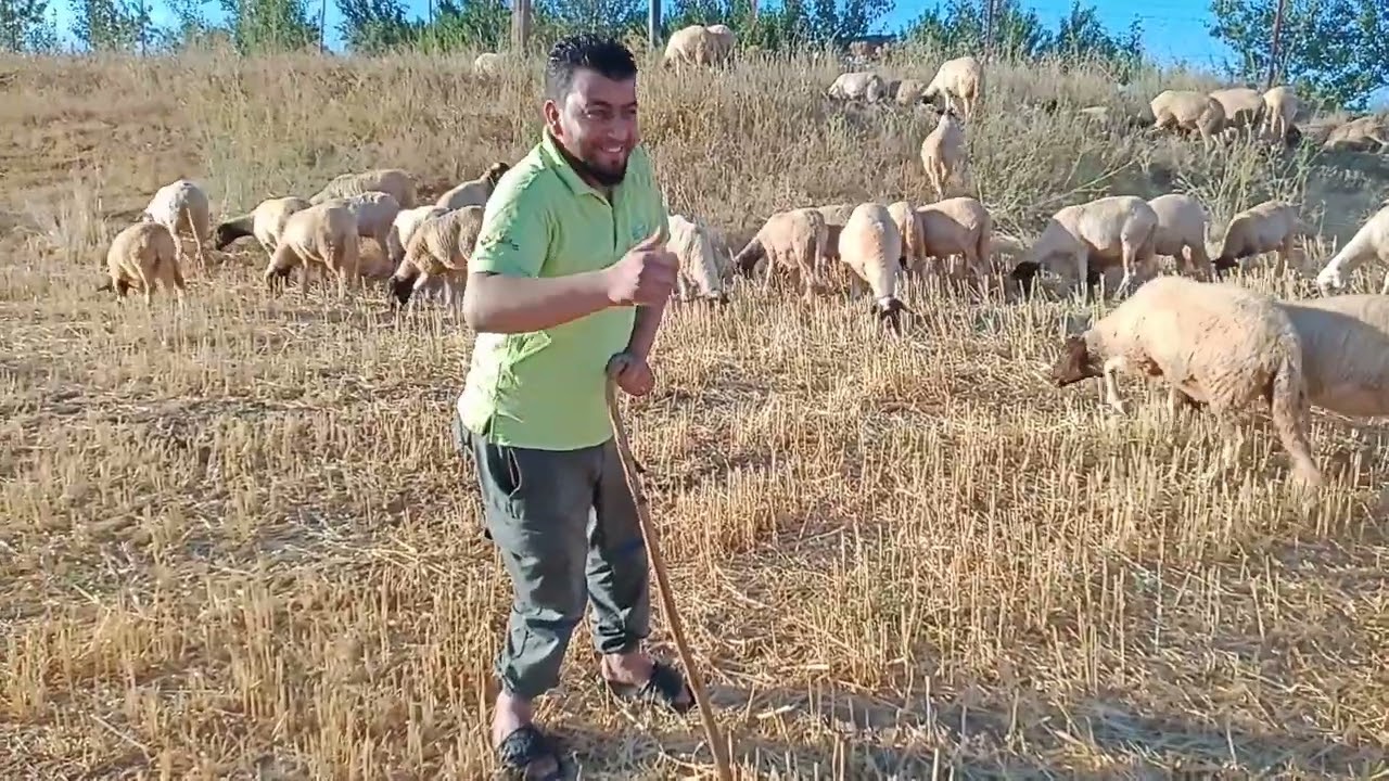 تحياتي السي محمد رجل الزين
