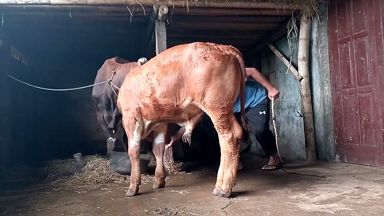 KEHIDUPAN SAPI DI KANDANG ‼️