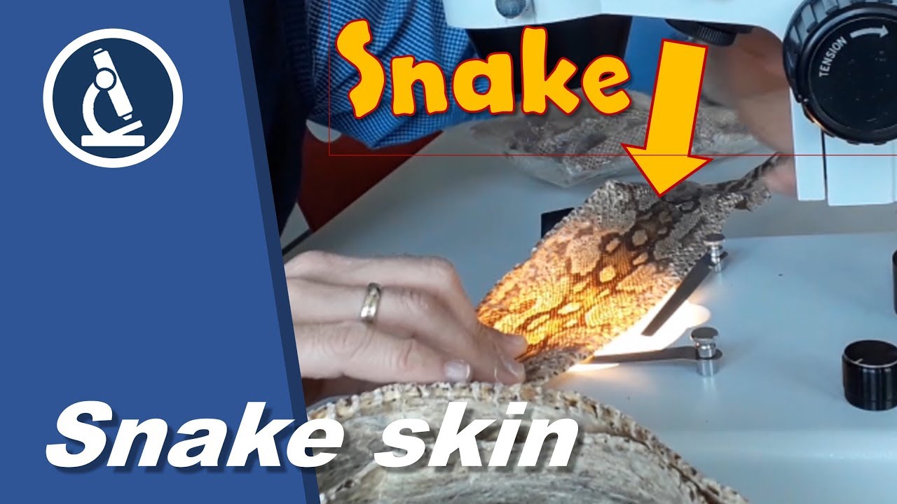 🔬 083 - How to use a stereo microscope to look at SNAKE skin | Microscopy
