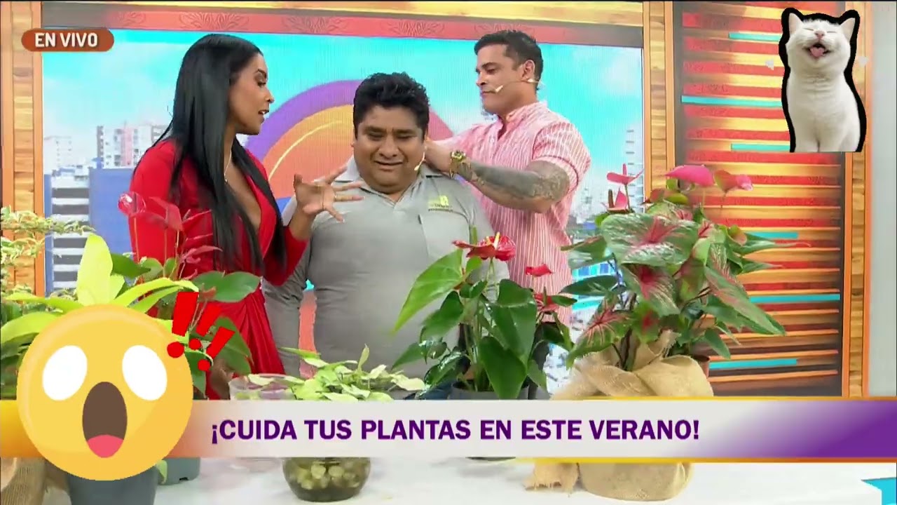 Jardinería y plantas en verano ☀️