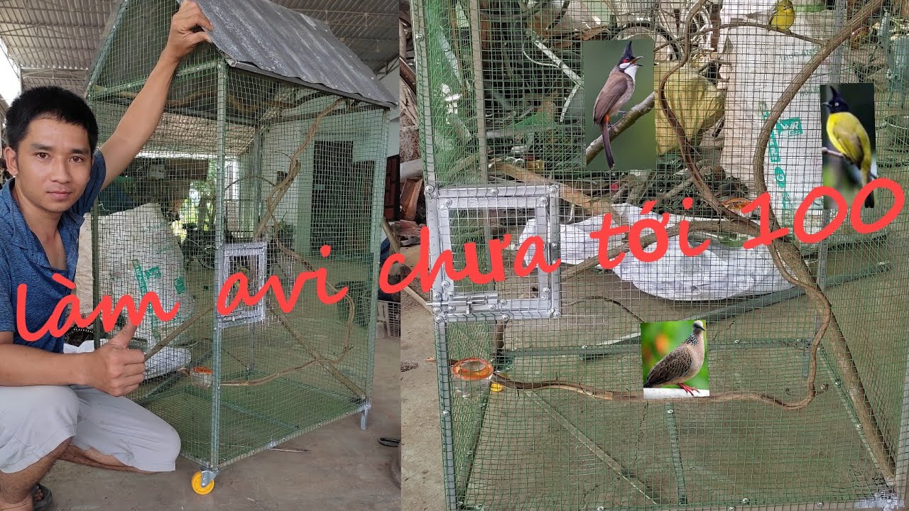 Làm Avi Nuôi Chim Đơn Giản | Chưa Tới 100K