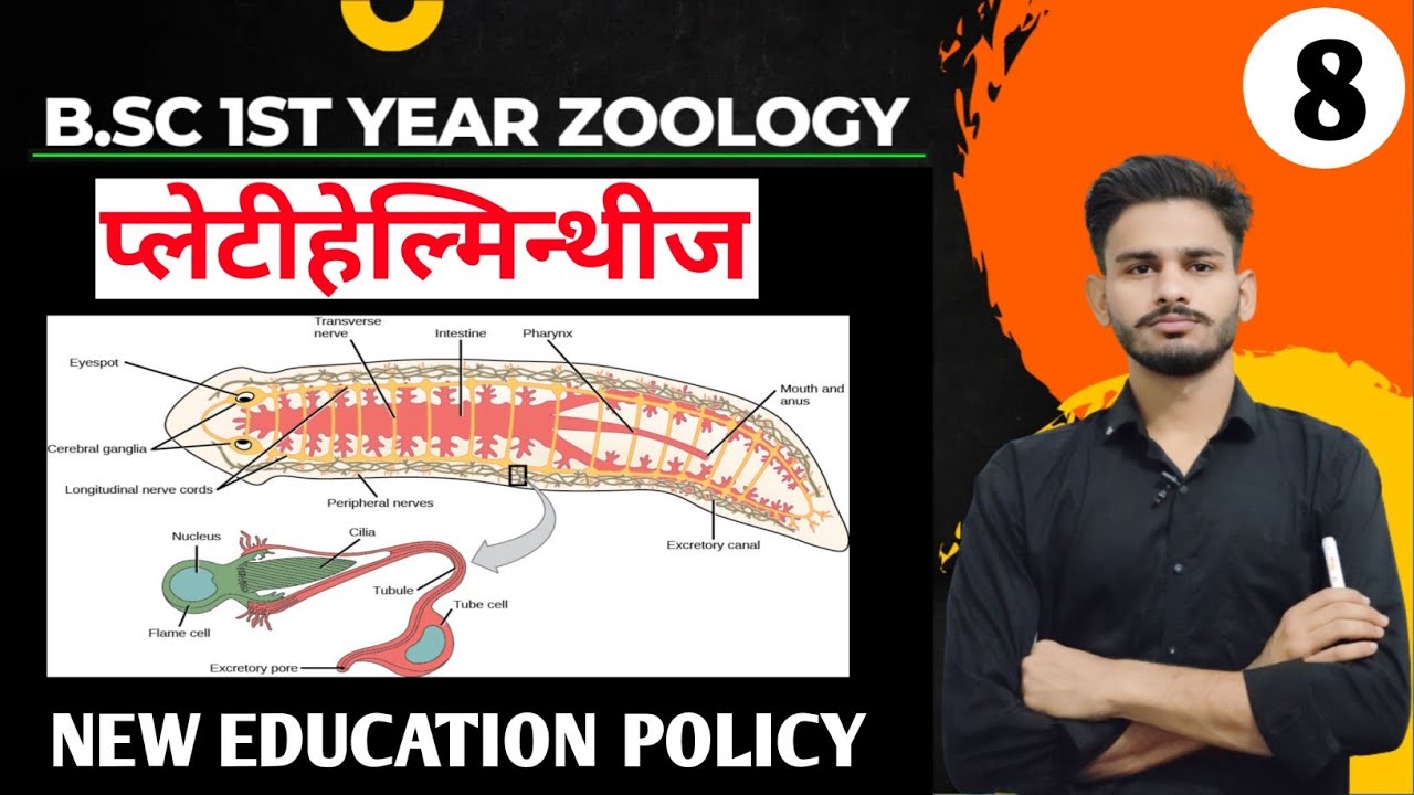 platyhelminthes bsc 1st year in hindi | bsc 1st year zoology chapter 1 | zoology bsc 1st year #bsc