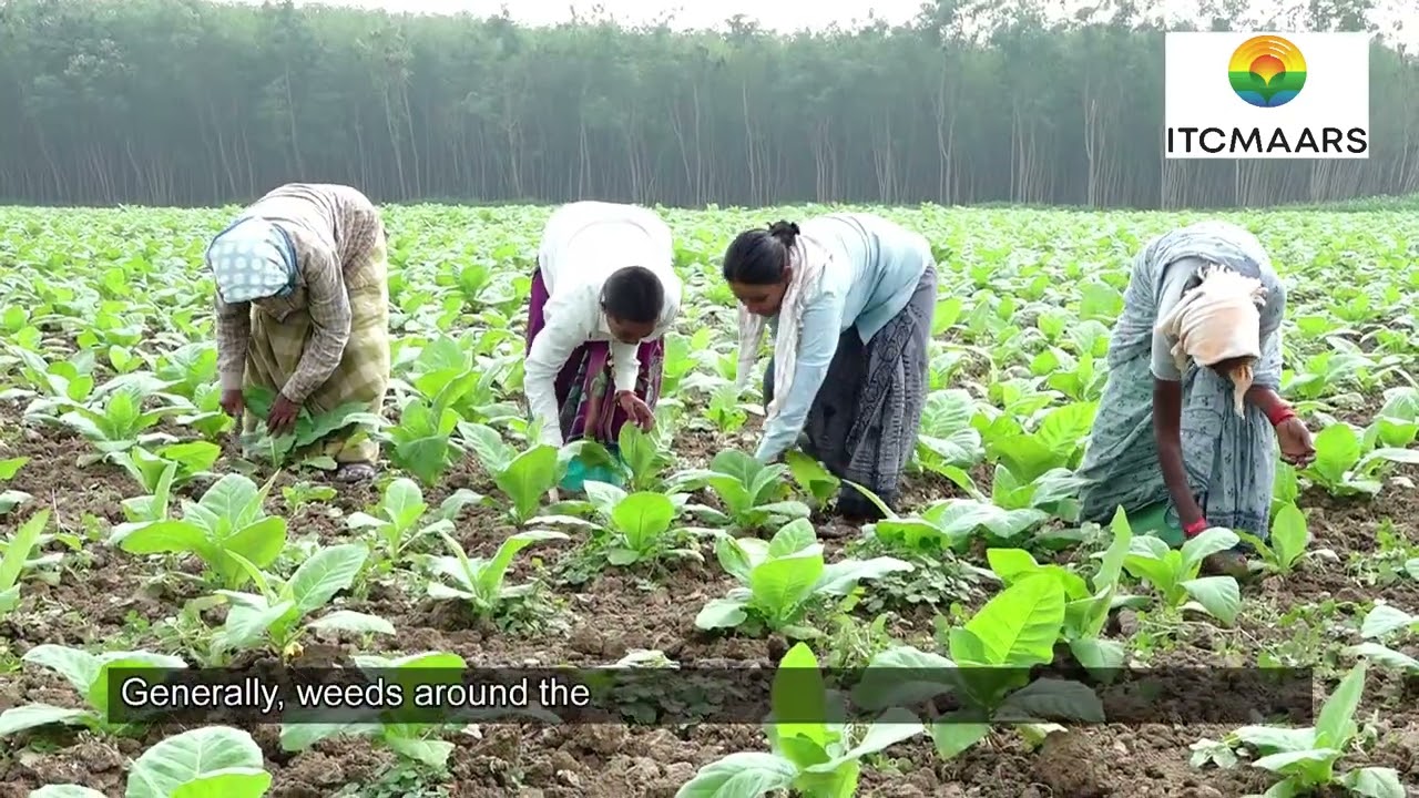 Intercultivation in Tobacco