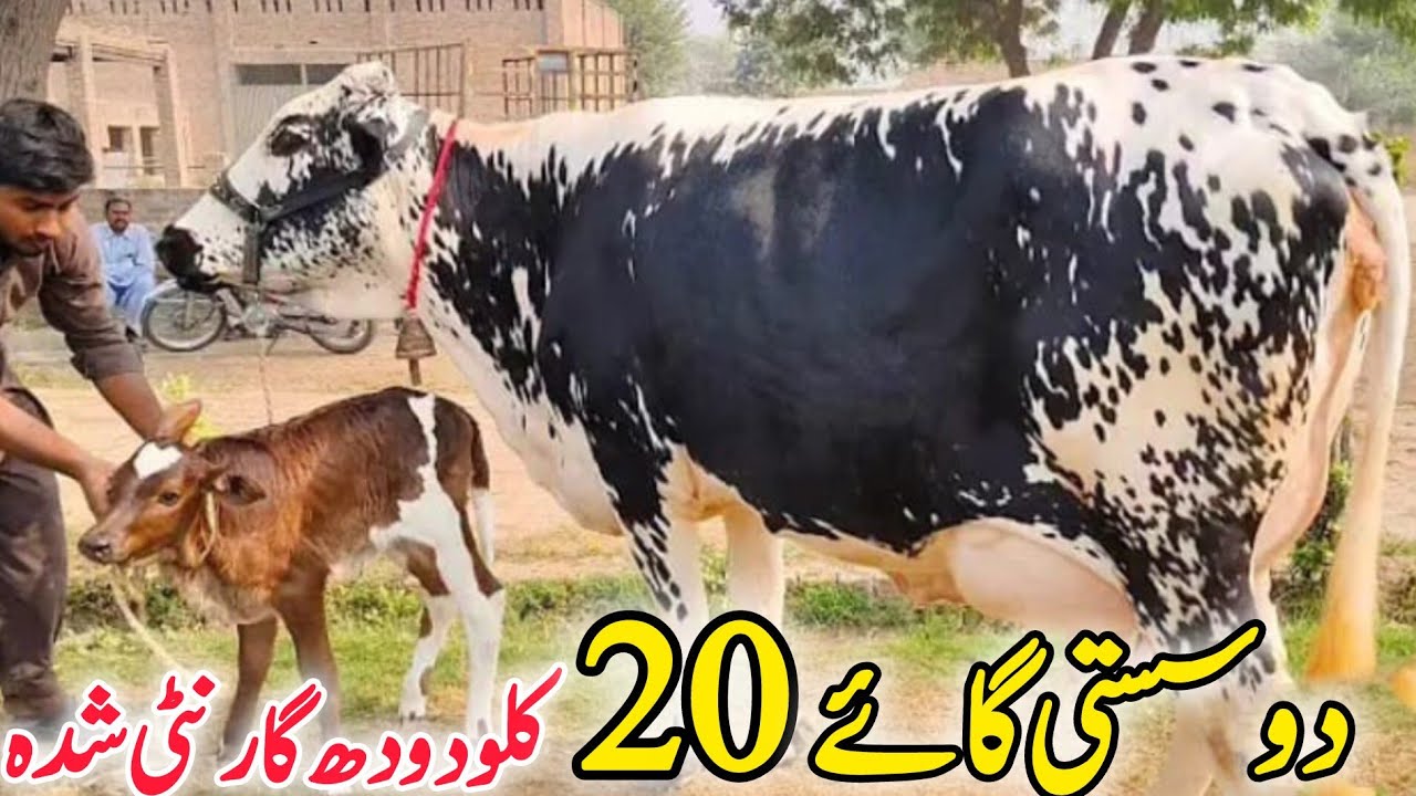 💎(0326-3951451)تاریخ13فروری 2026.تازہ سوئی دو چولستانی فریزین کراس گائےفارسیل دودھ 20کلو ان پاکستان 