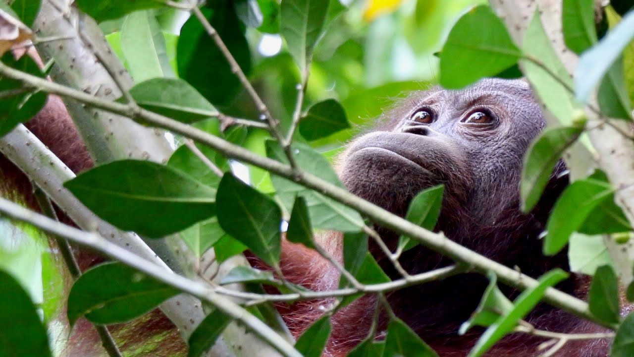Naturetrek Borneo 2016