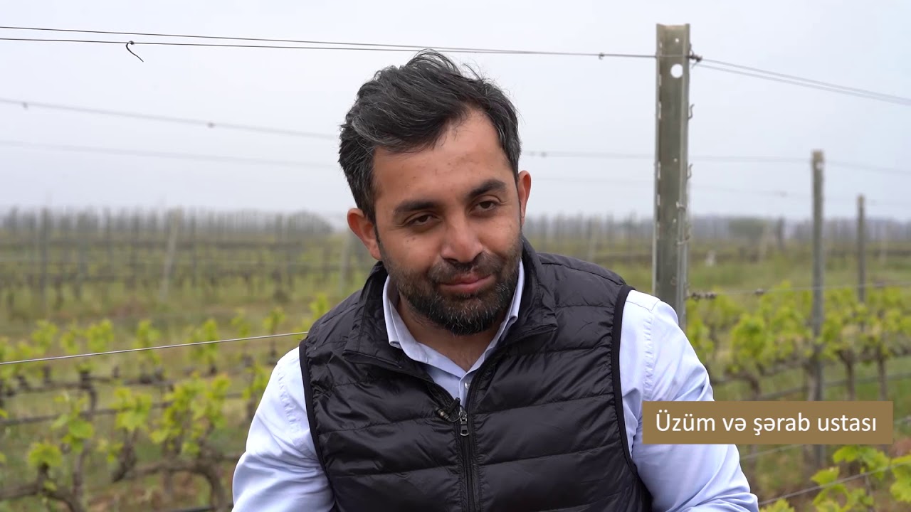 Yaşıl budama - Üzüm və şərab ustası ixtisası