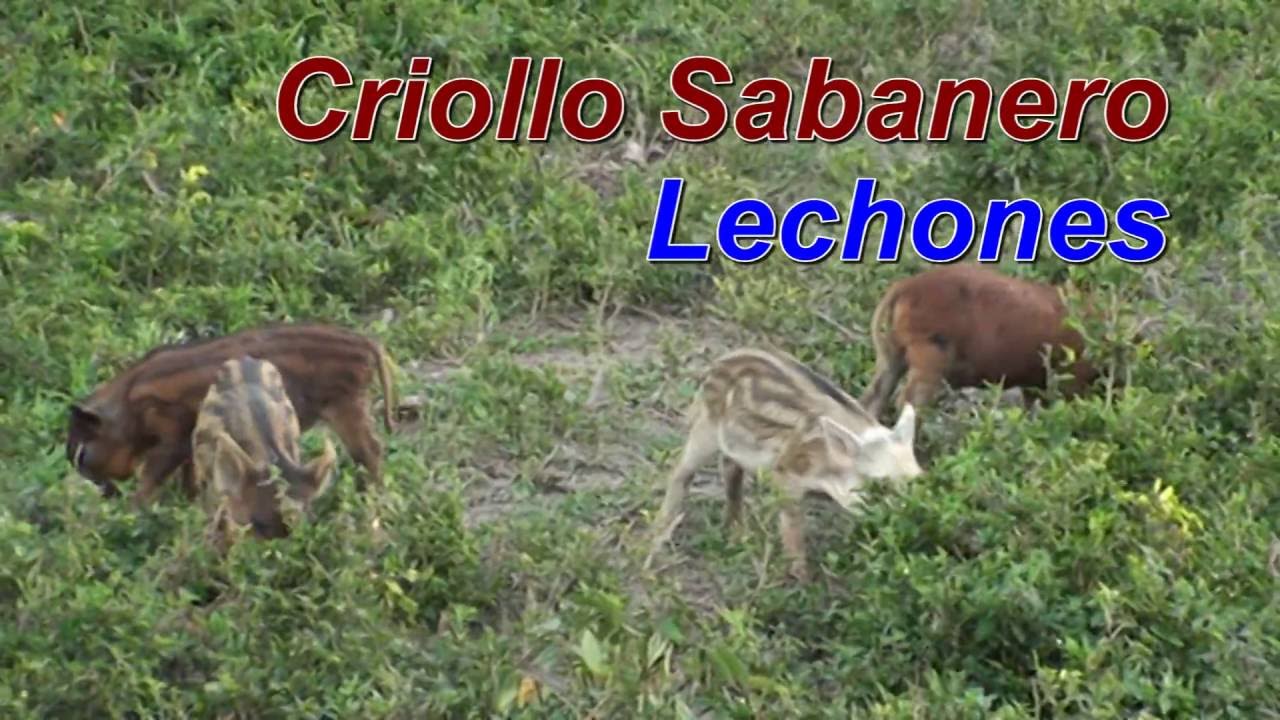 El Cerdo Criollo Sabanero