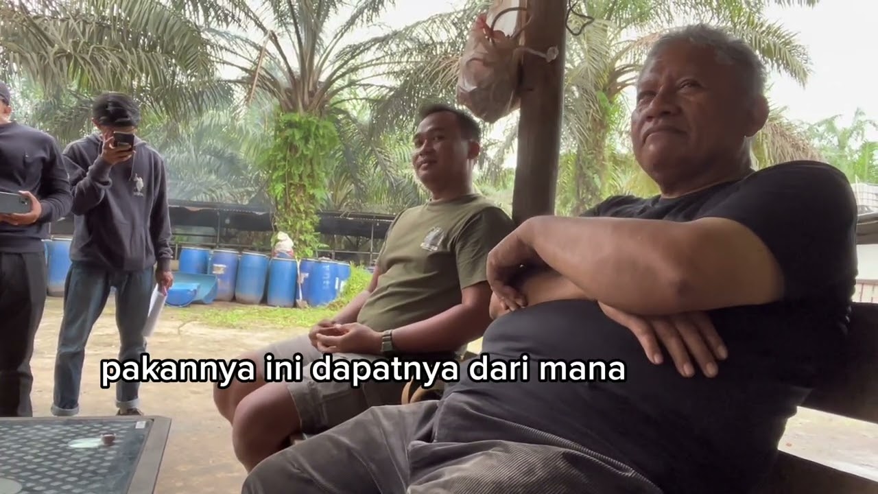 Agroforestri SISKA (Sistem Integrasi Sapi-Sawit) dan peternakan sapi sistem kereman-Agroteknologi 7C