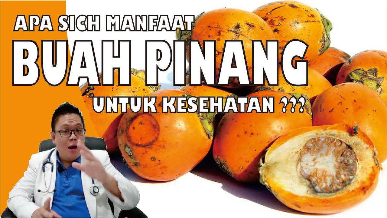 BUAH PINANG, SELAIN UNTUK MENYIRIH...... TERNYATA ADA MANFAAT LAIN UNTUK KESEHATAN