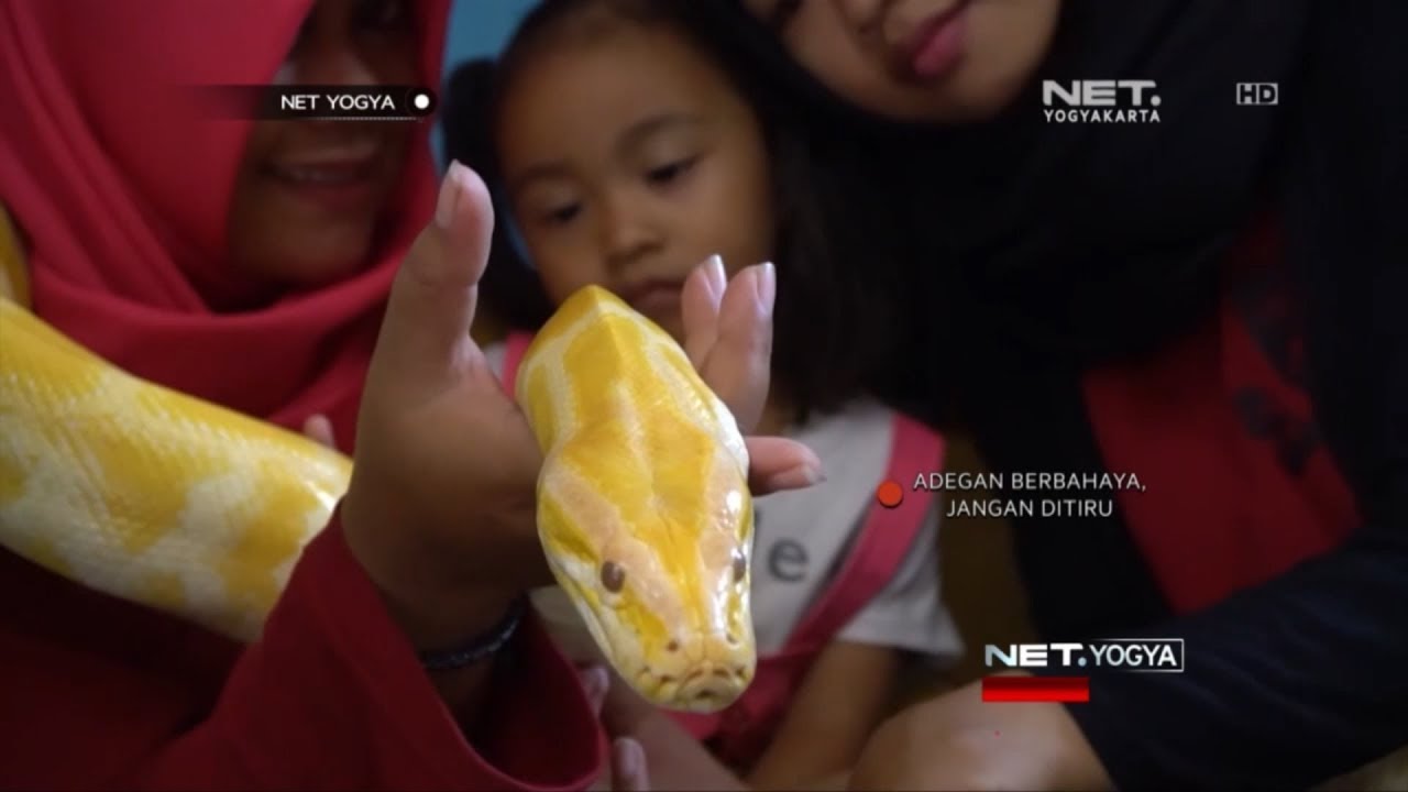 Kampung Ular Di Jogja - NET YOGYA